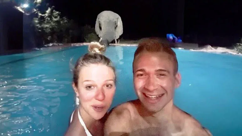 night swim interrupted by a giant visitor