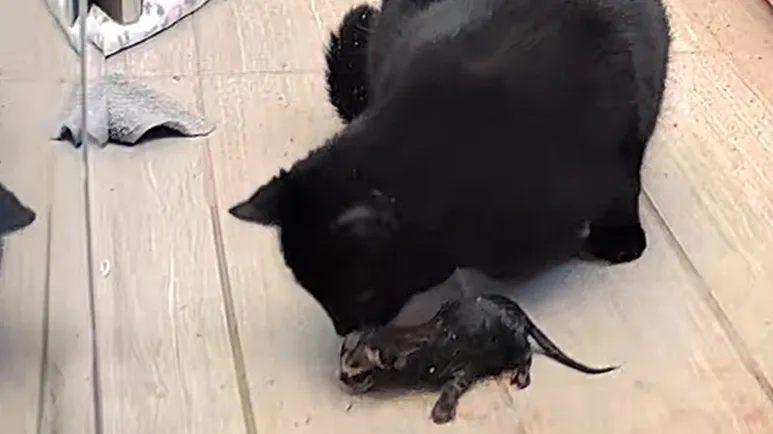 street cat gives birth on nanny cam