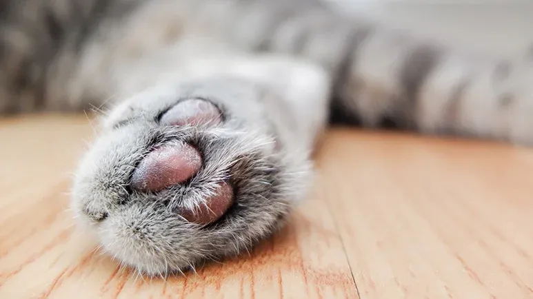 ban on declawing cats