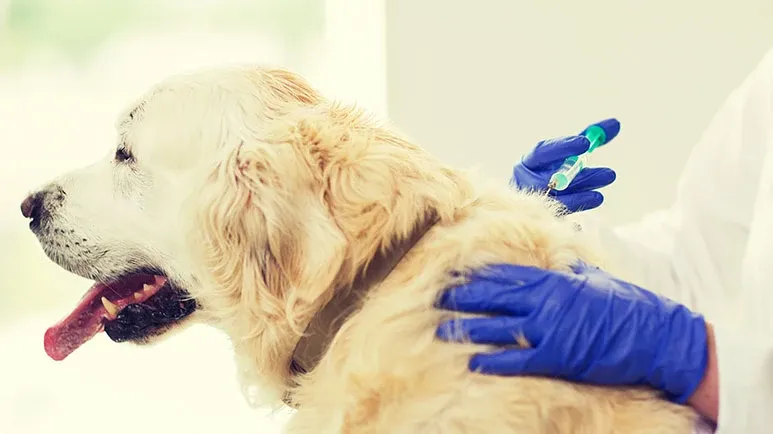 canine cancer vaccine