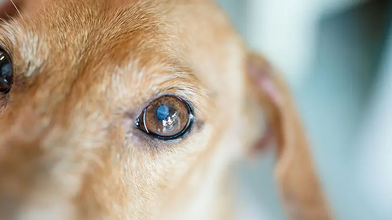 dogs common eye conditions
