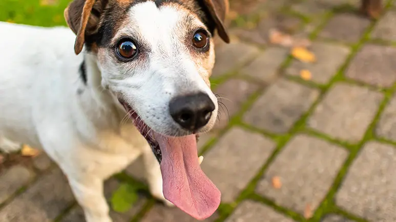 dogs tongue measure of health