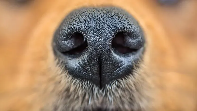 exceptional olfactory acuity of dogs