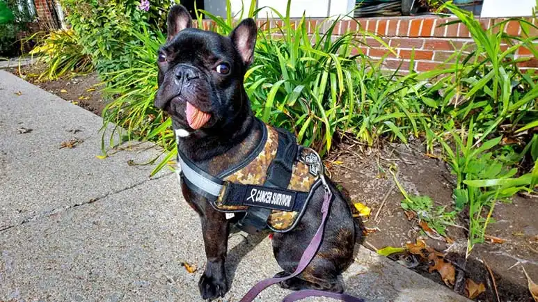 tyson french bulldog pup miraculous recovery