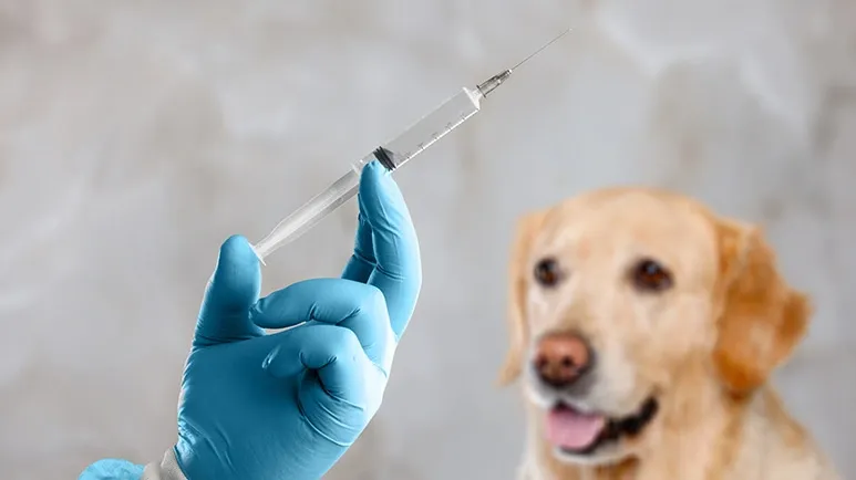 vaccine adverse effects in dogs