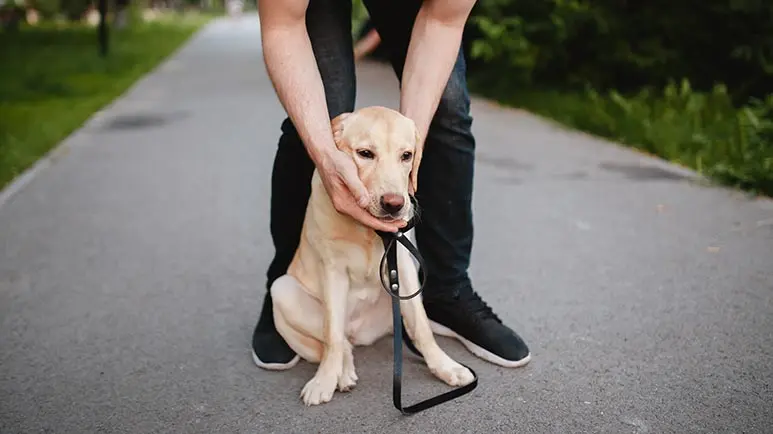 pet choking emergency