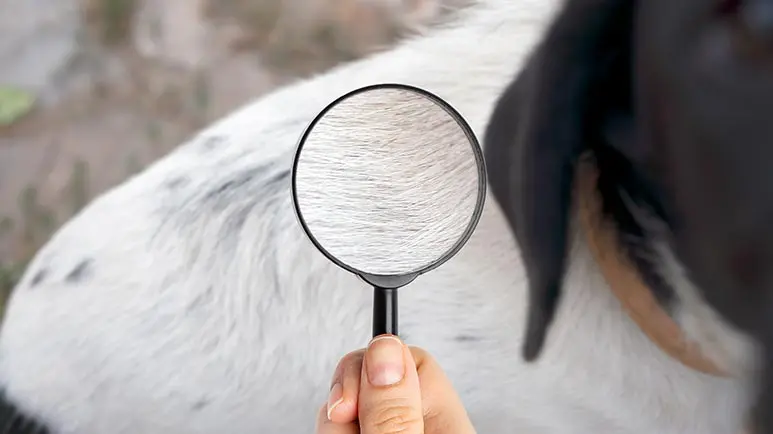 tick borne diseases in dogs