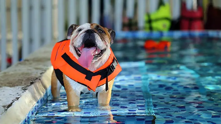 pool safety tips for dogs