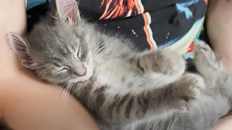 rescued kitten finds new home