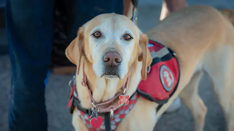 service dog etiquette