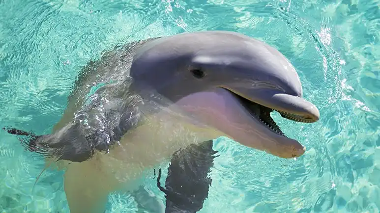 dolphins fecal microbiota transplant