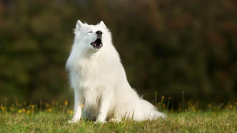 dogs respond to wolf howls