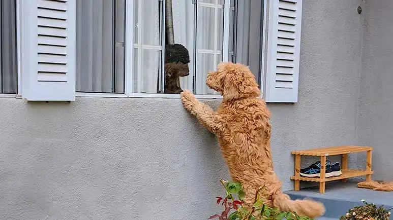 neighbor dogs daily playdate adventure