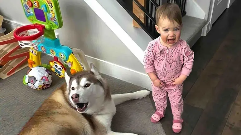 seven signs your kid is raised by huskies