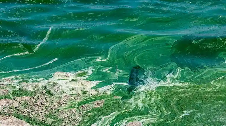 toxic blue green algae