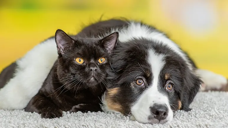 types of pneumonia affect cats dogs