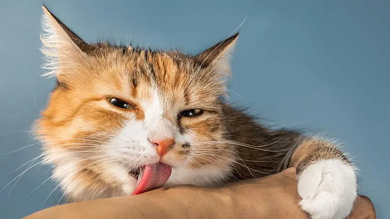 why cats lick people