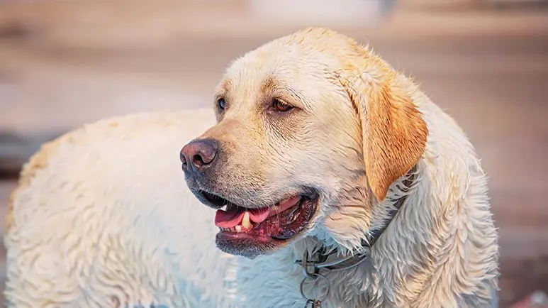 dog chlorine exposure