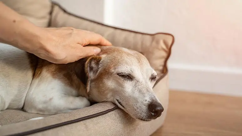 how to stay emotionally healthy when your dog is ill