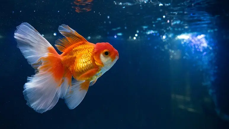 goldfish care