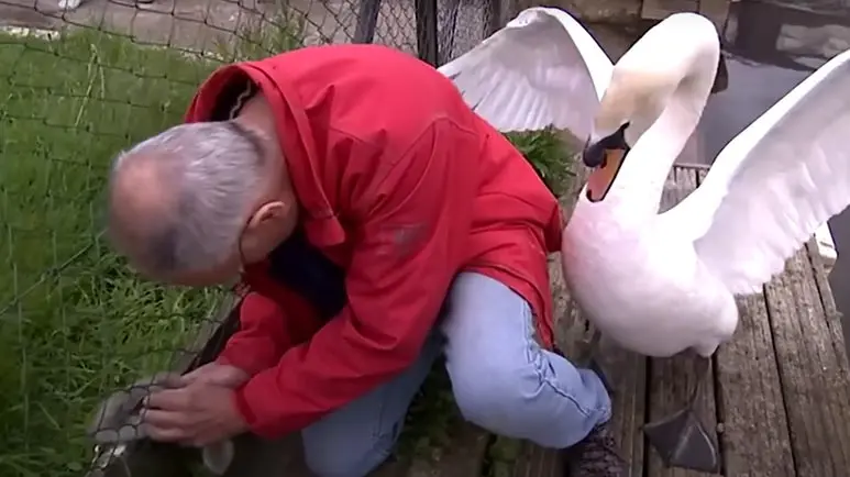 rescuing a stuck signet