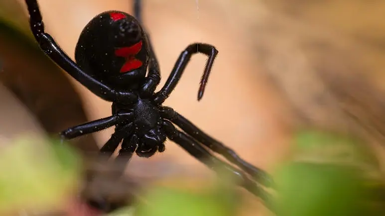 black widow spider venom