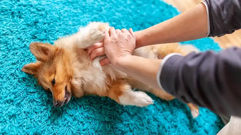 dog cpr guidelines