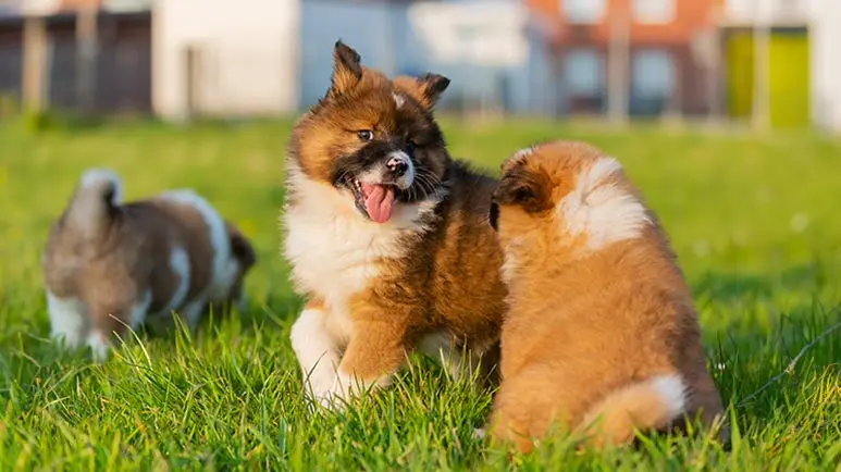 tips for socializing your puppy