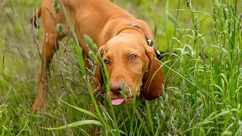 grass eating dogs