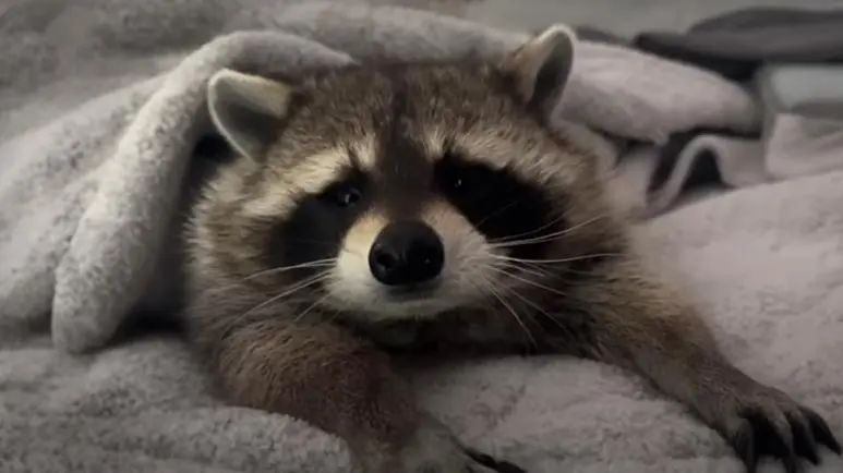 louie the raccoon a healing friendship