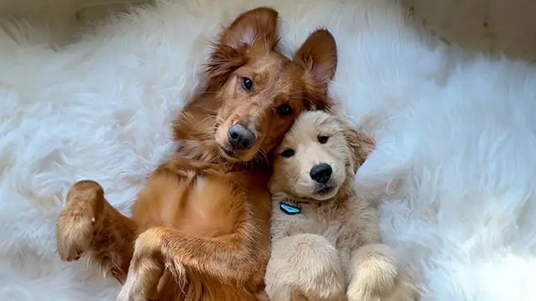 pups inseparable bond with her new best friend