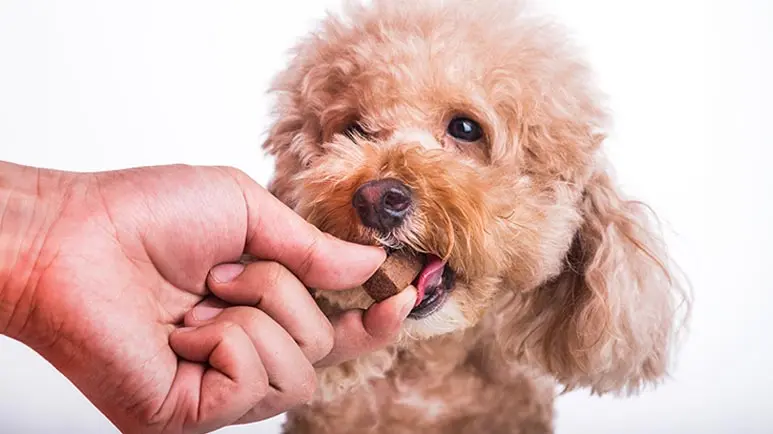 pet heartworms