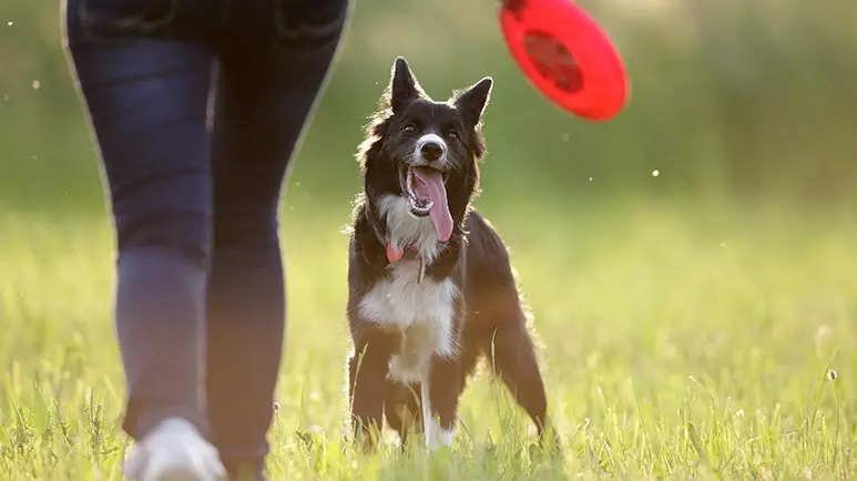 fun games activities dogs