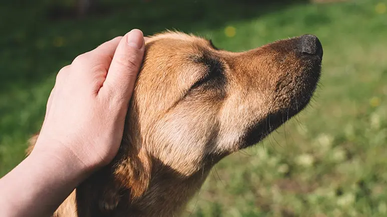 dogs favor petting over praise