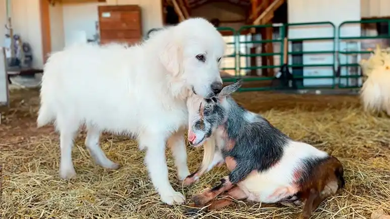 a farm friendship that healed a lonely heart