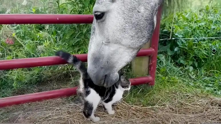 a kittens rescue and his new family