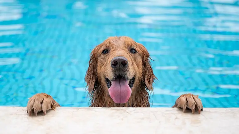 pool safety tips dog owner should know