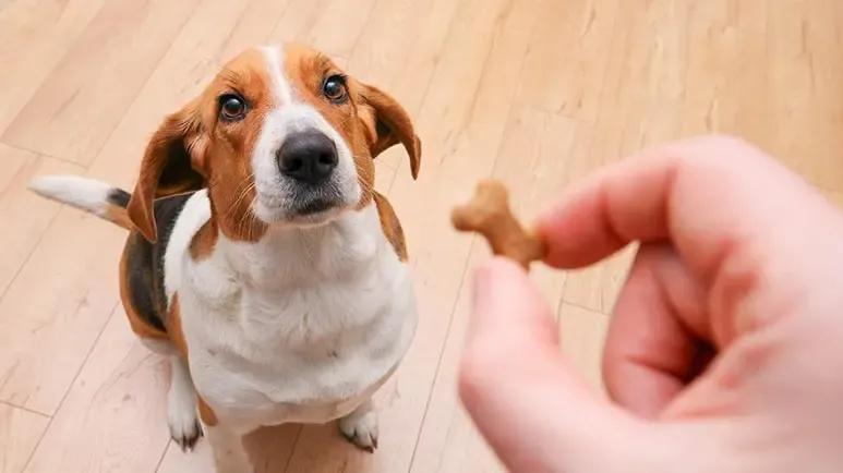 treat taking training