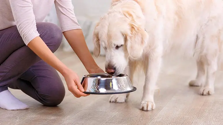 choosing the right dog food