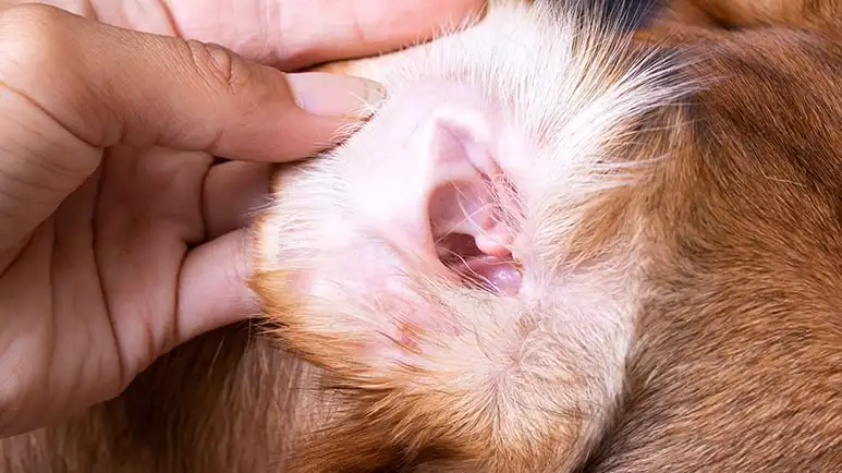 ear hematomas in dogs