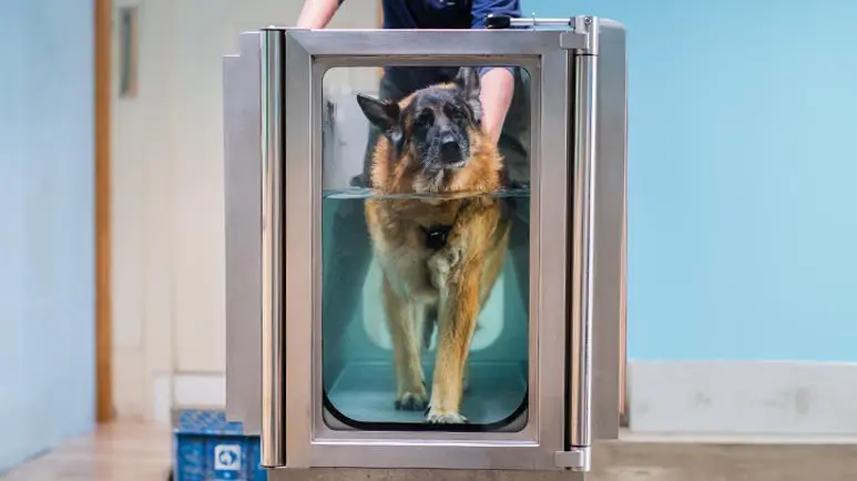 hydrotherapy for dogs