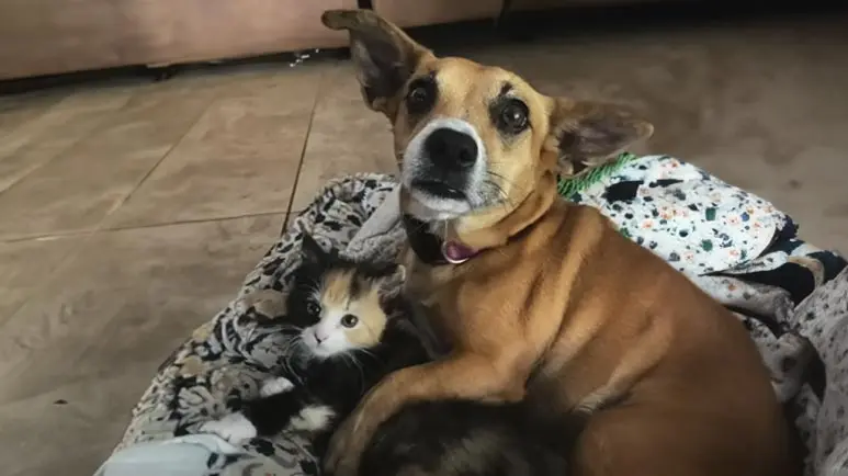 tessas rescue and her kitten best friend