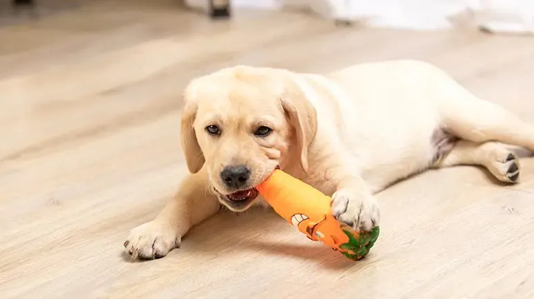 perfect chew toy for puppy