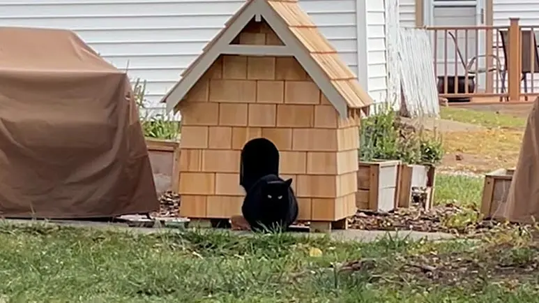 a cozy cabin for a cautious cat