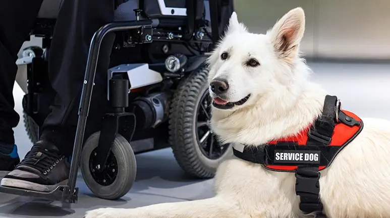 separating fact from fiction service dogs