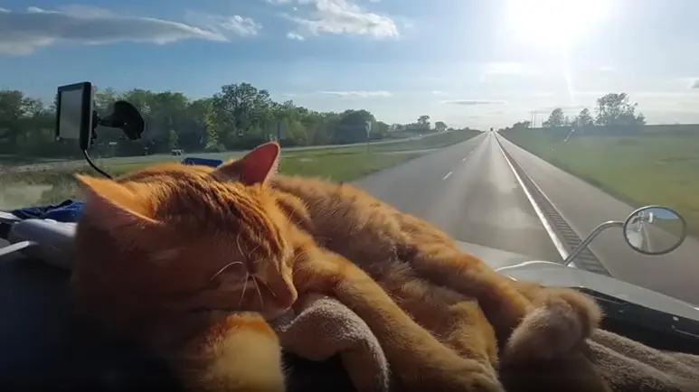 odie the trucking cats journey