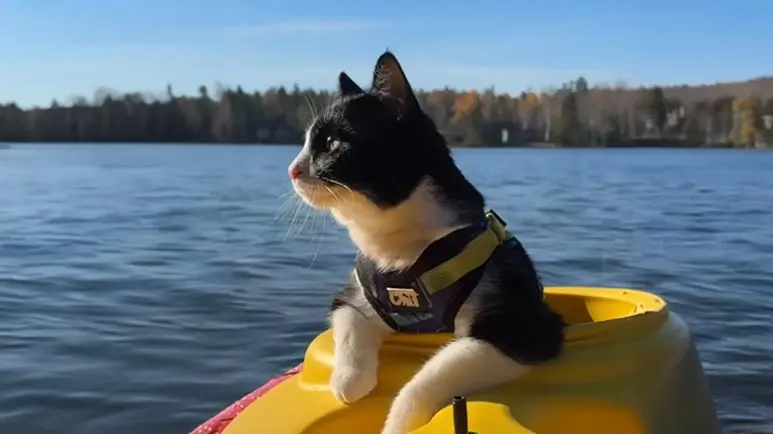 fitz the adventure loving tuxedo cat