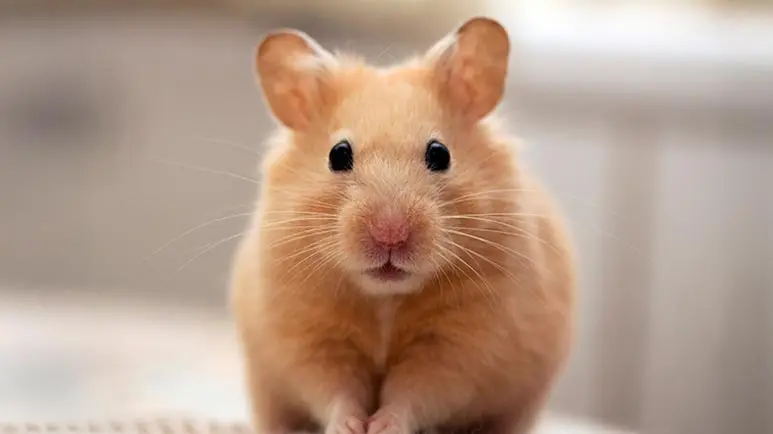 how to make hamsters happier