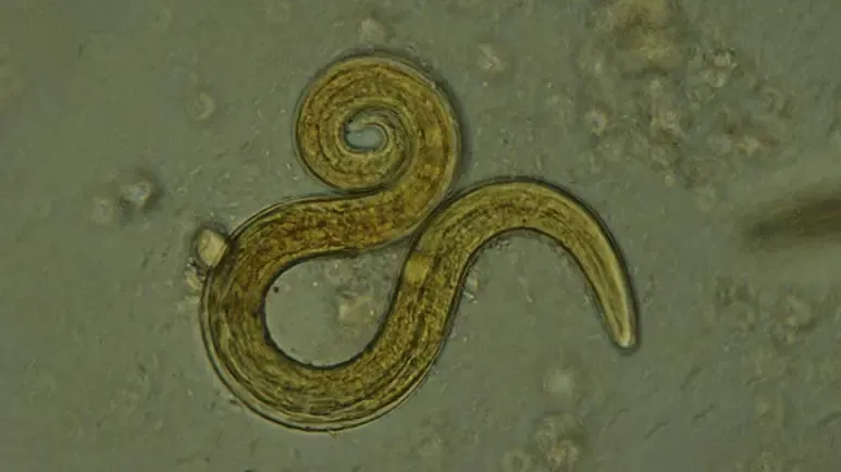 lungworm infection