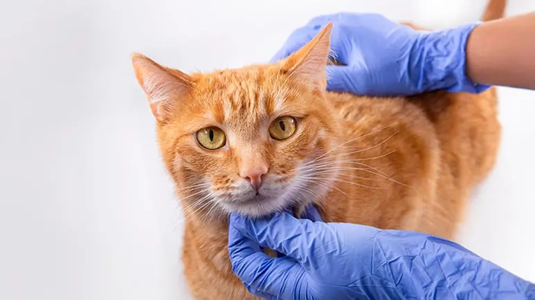 cat injection site sarcoma